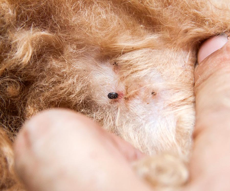 Flohallergie-Dermatitis bei Hunden