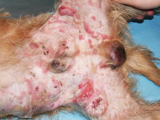 Hauttumoren bei Hunden 