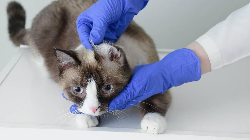 contact allergies in cats