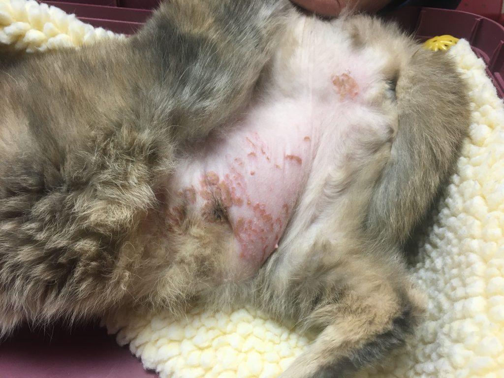 contact allergies in cats
