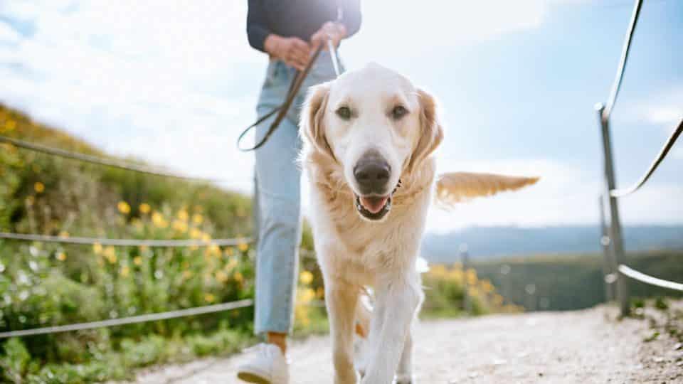 Sommer-Hotspots bei Hunden