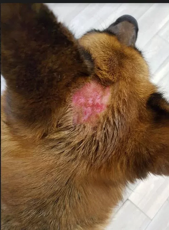 köpeklerde sıcak noktalar
