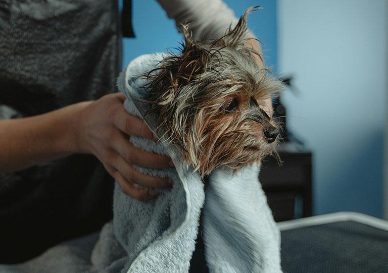 hot spots on dogs