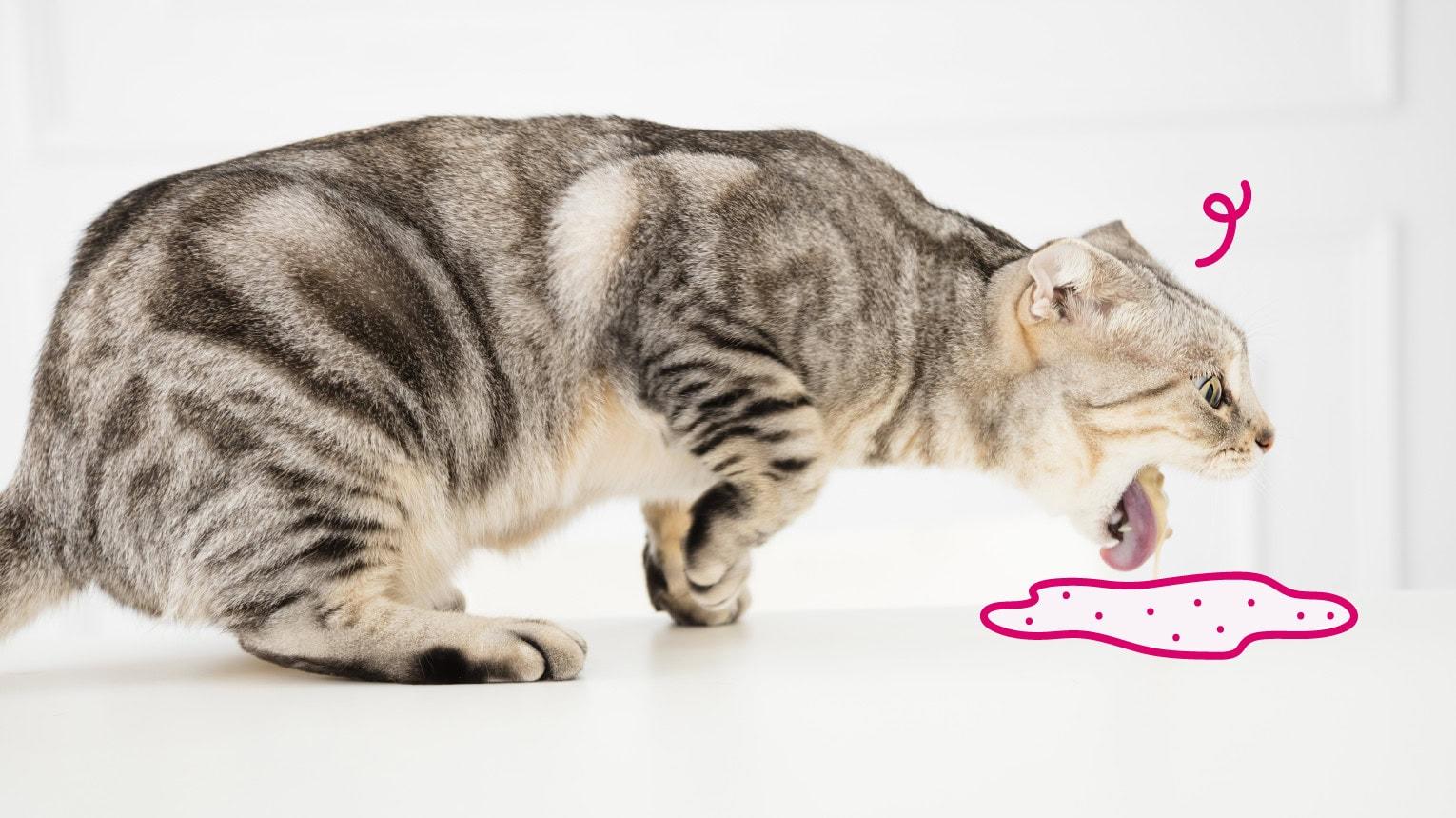 Futtermittelallergien bei Katzen