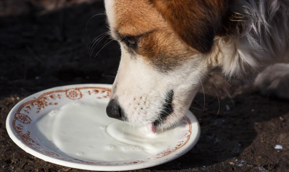 Allergien bei Hunden
