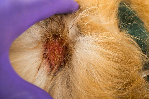 Hot Spots bei Hunden: Wie man es erkennt 