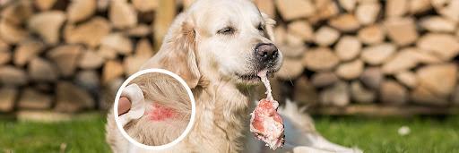 beef allergy in dogs
