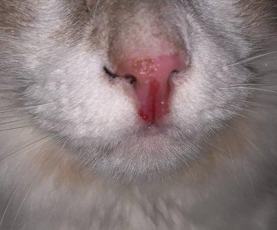 cats nose is red and raw looking​