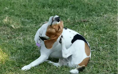 Hot Spots bei Hunden, die durch die Ernährung verursacht werden