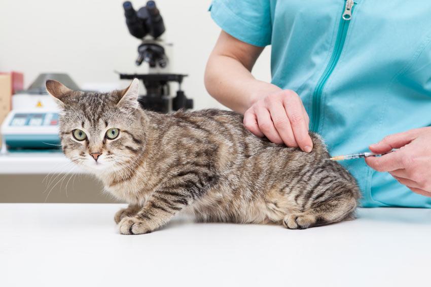 medikamenteninduzierte Allergien bei Katzen