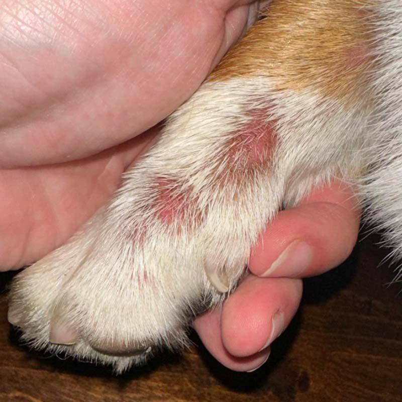 köpeklerde sıcak noktalar