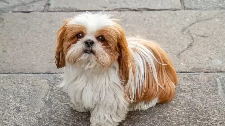 köpeklerde sıcak noktalar