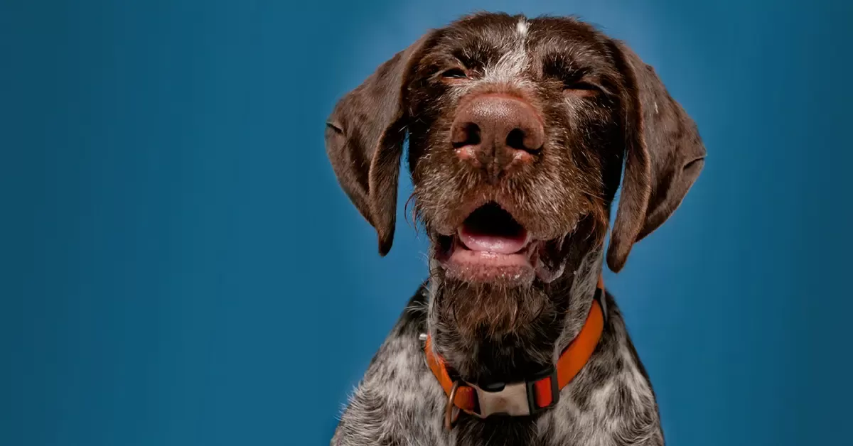 environmental allergies in dogs