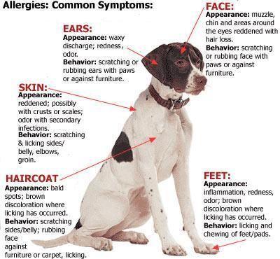 Allergien bei Hunden