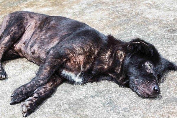 contact allergies in dogs