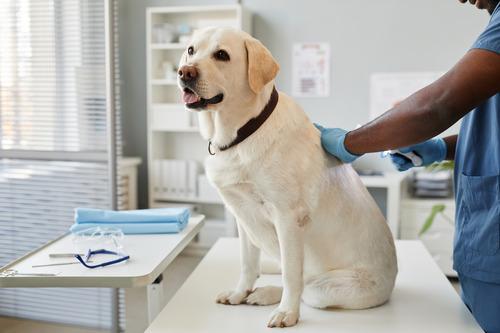 Hot Spots bei Hunden