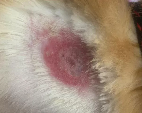 Hot Spots bei Hunden
