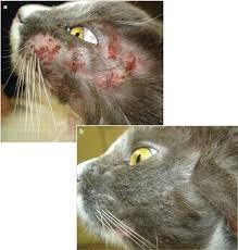 Futtermittelallergien bei Katzen