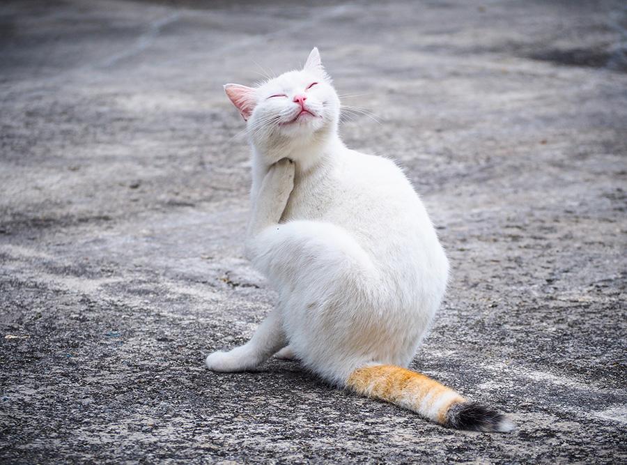 Medikamenteninduzierte Allergien bei Katzen