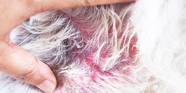 flea allergy dermatitis in dogs