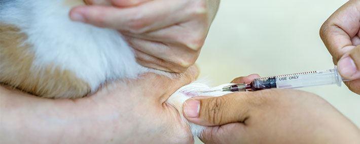 food allergies in dogs