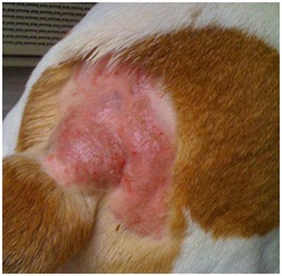 Hot Spots bei Hunden