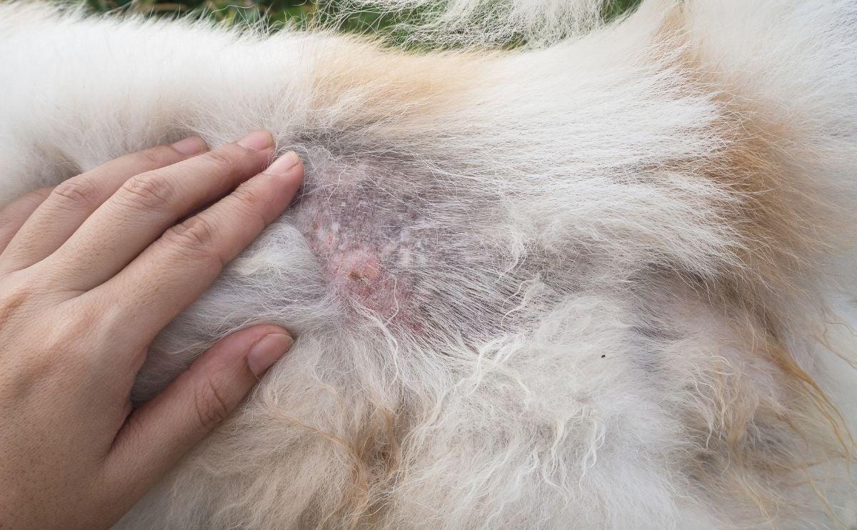 hot spots on dogs