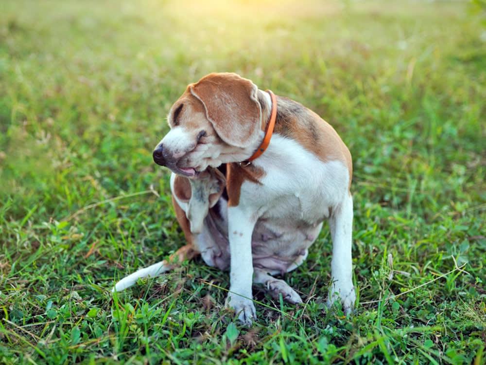 contact allergies in dogs