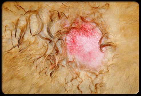 Hot Spots bei Hunden