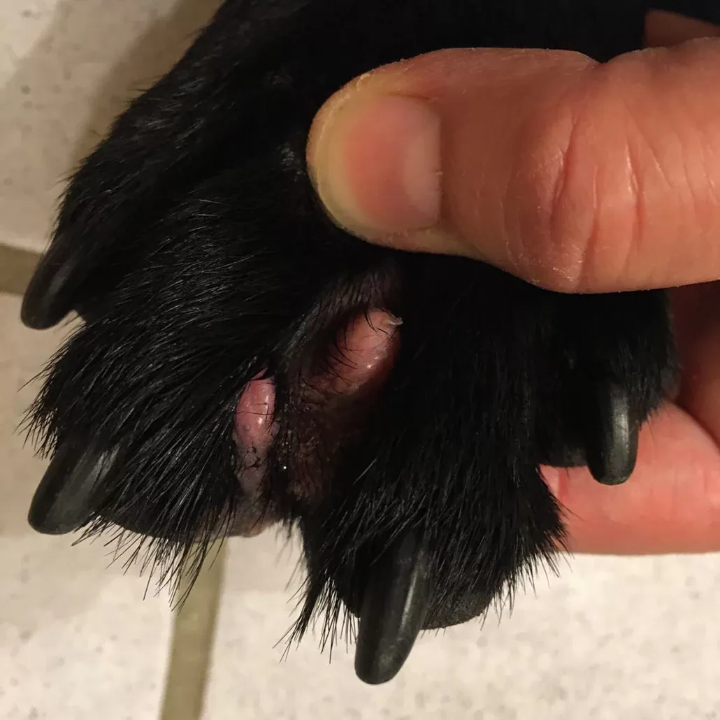Red Lump on Dogs Paw