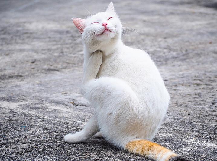 Futtermittelallergien bei Katzen