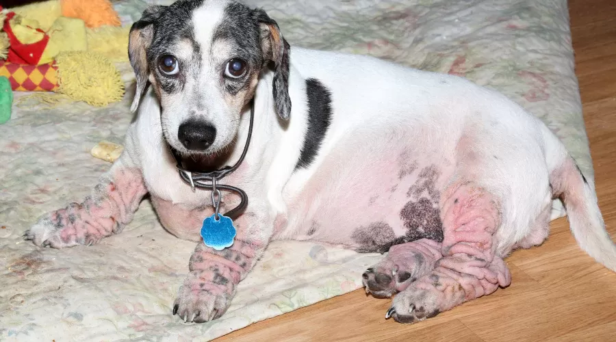 saisonale Allergien bei Hunden
