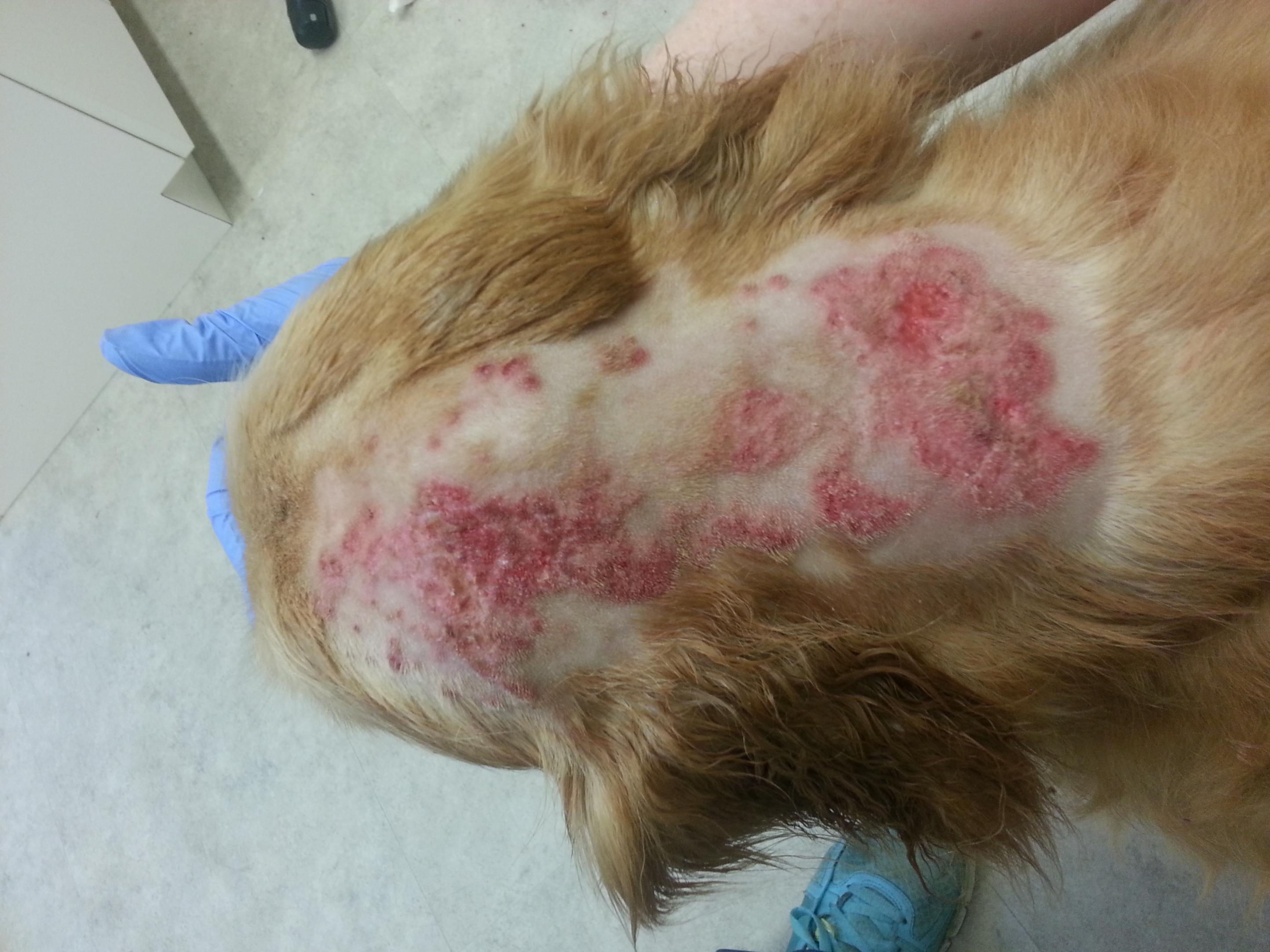 hot spots on dogs
