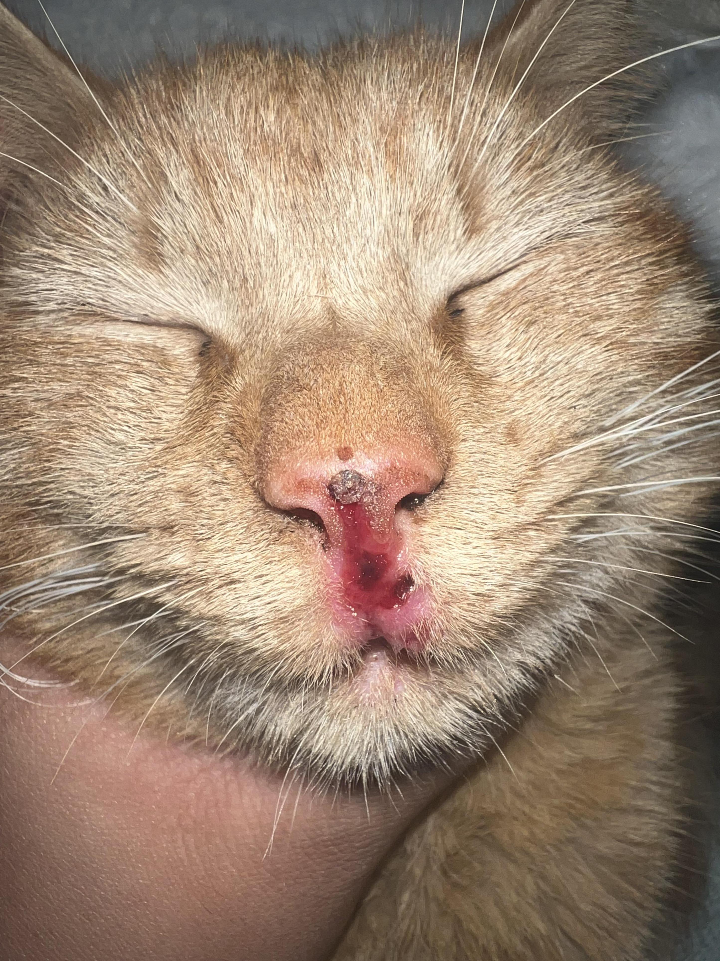 Katzennase ist rot und sieht roh aus