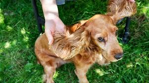 köpeklerde sıcak noktalar