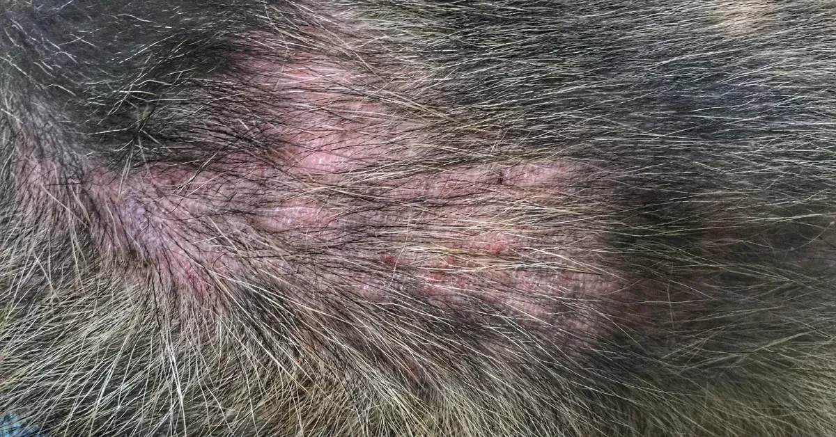 Flohallergie-Dermatitis bei Hunden