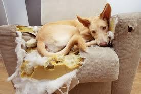 hot spots on dogs