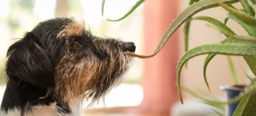 köpeklerde sıcak noktalar