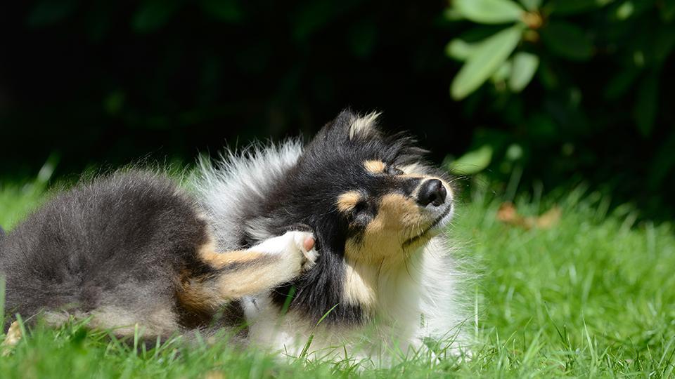Saisonale Allergien bei Hunden