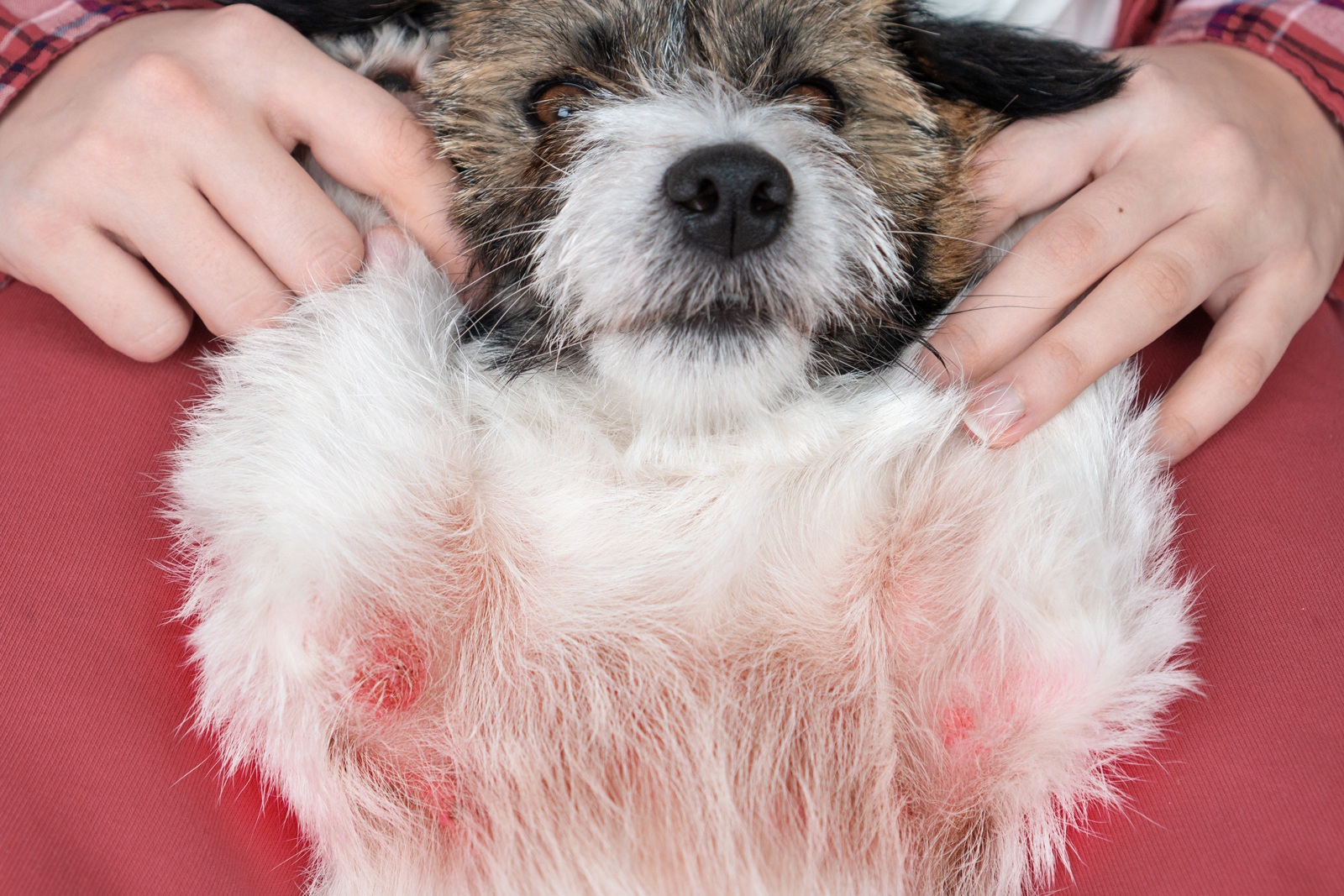 Sommer-Hot Spots bei Hunden