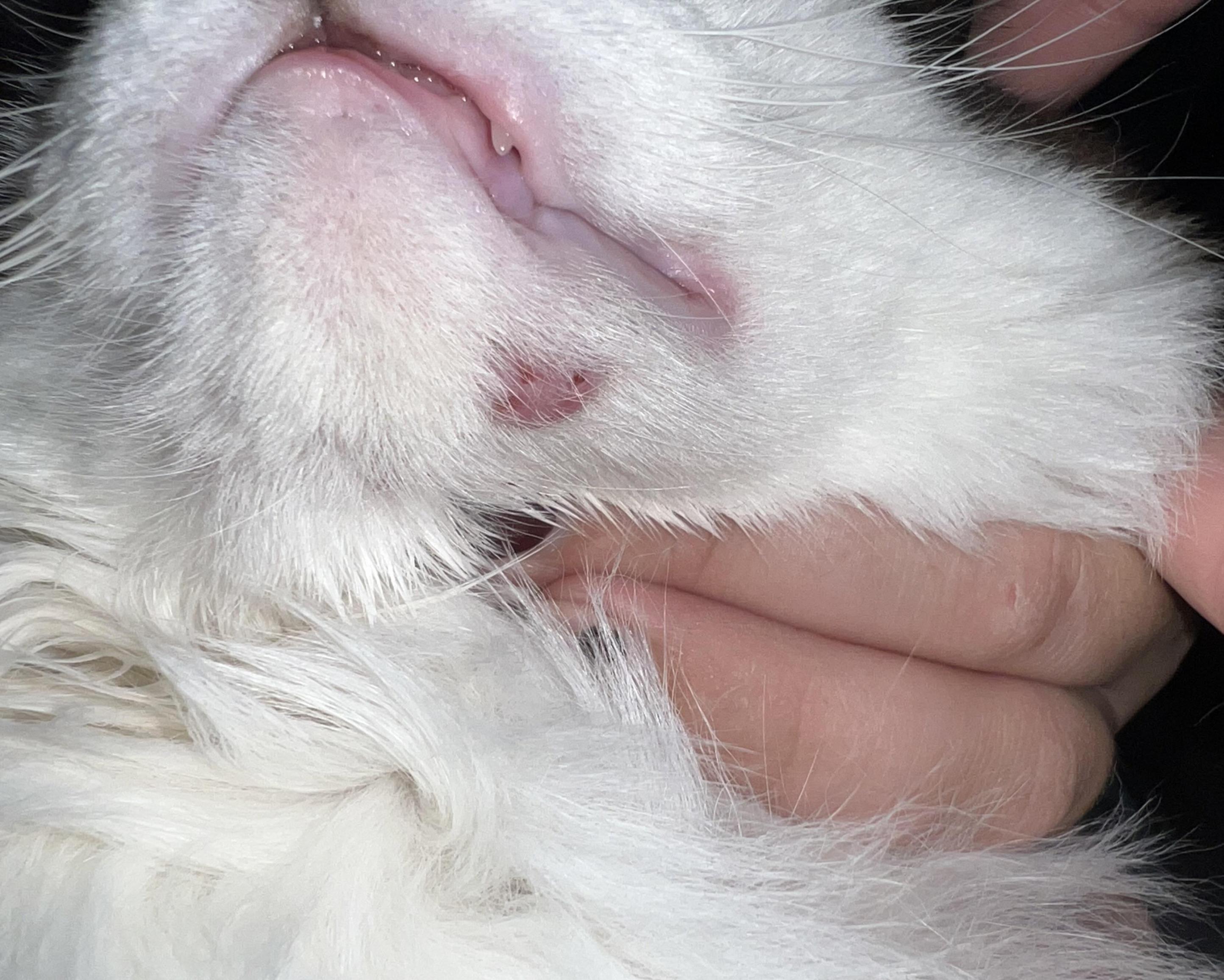 Flohallergie-Dermatitis bei Katzen