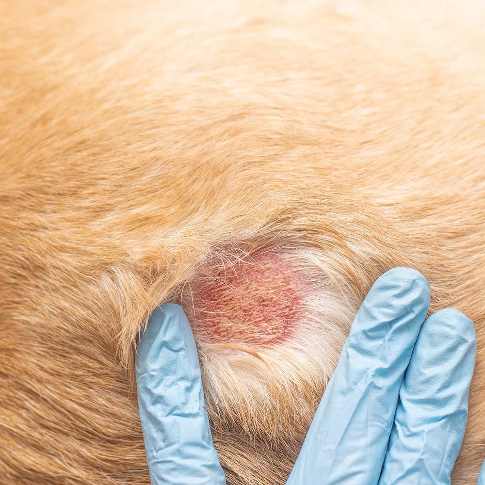 hot spots on dogs