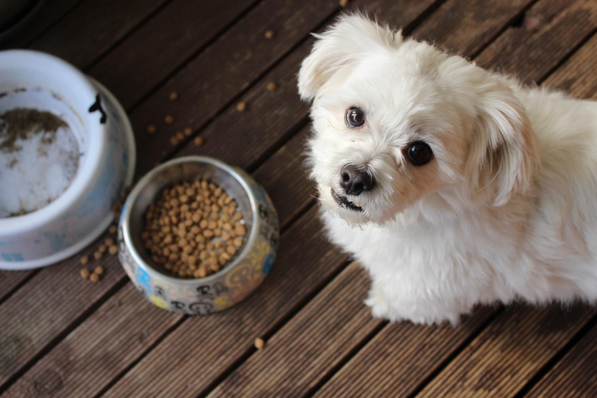 food allergies in dogs