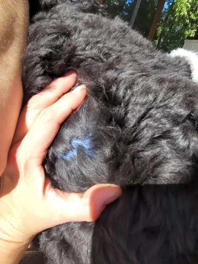 köpeklerde siyanoz