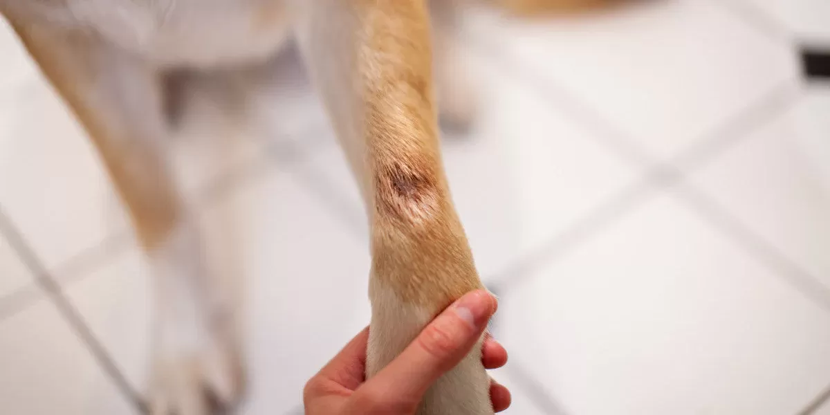 köpeklerde sıcak noktalar