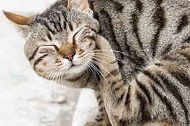 Flohallergie-Dermatitis bei Katzen