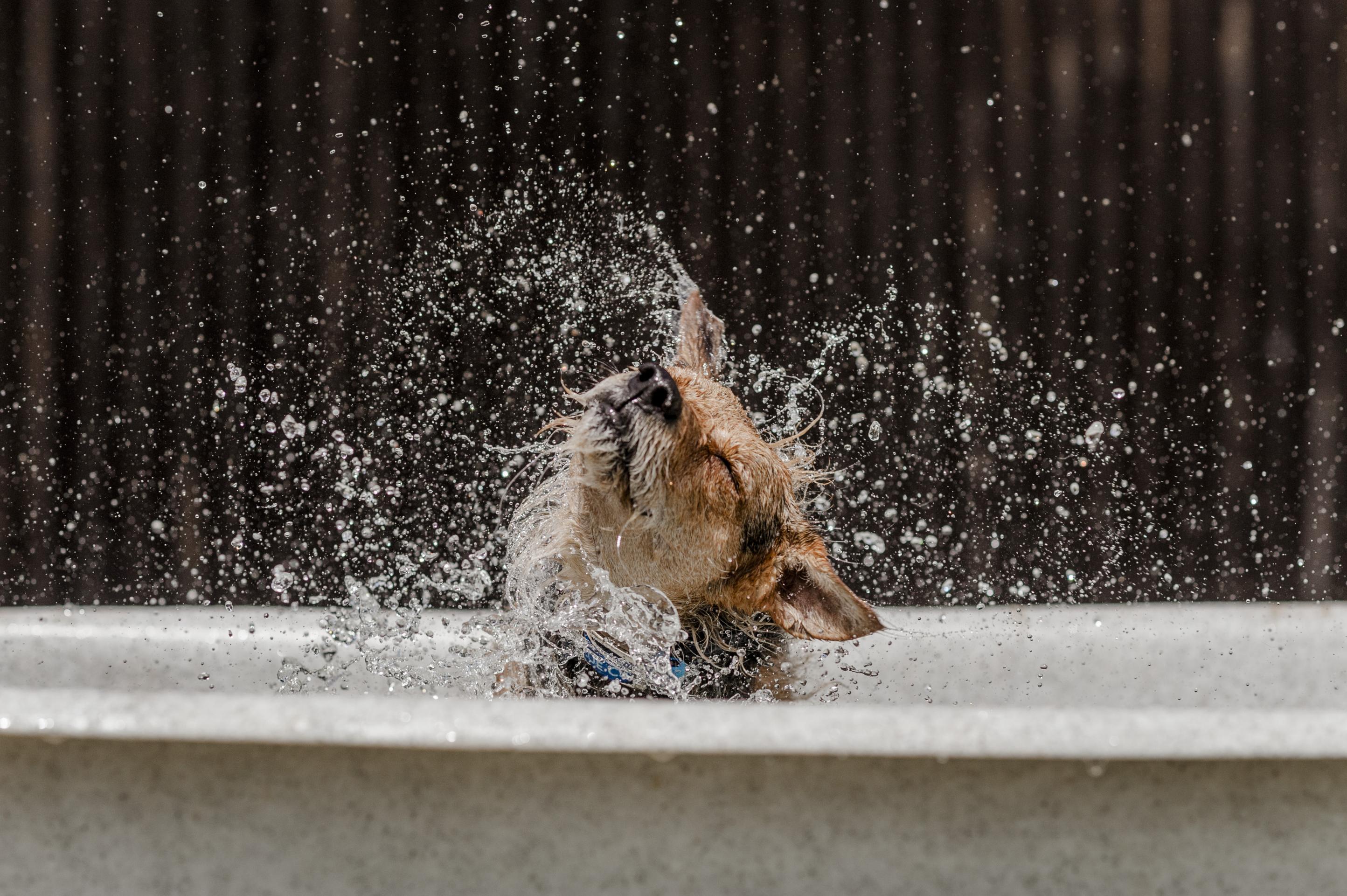 Sommer-Hot Spots bei Hunden