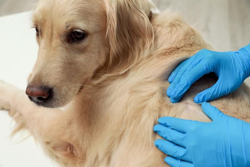 contact allergies in dogs