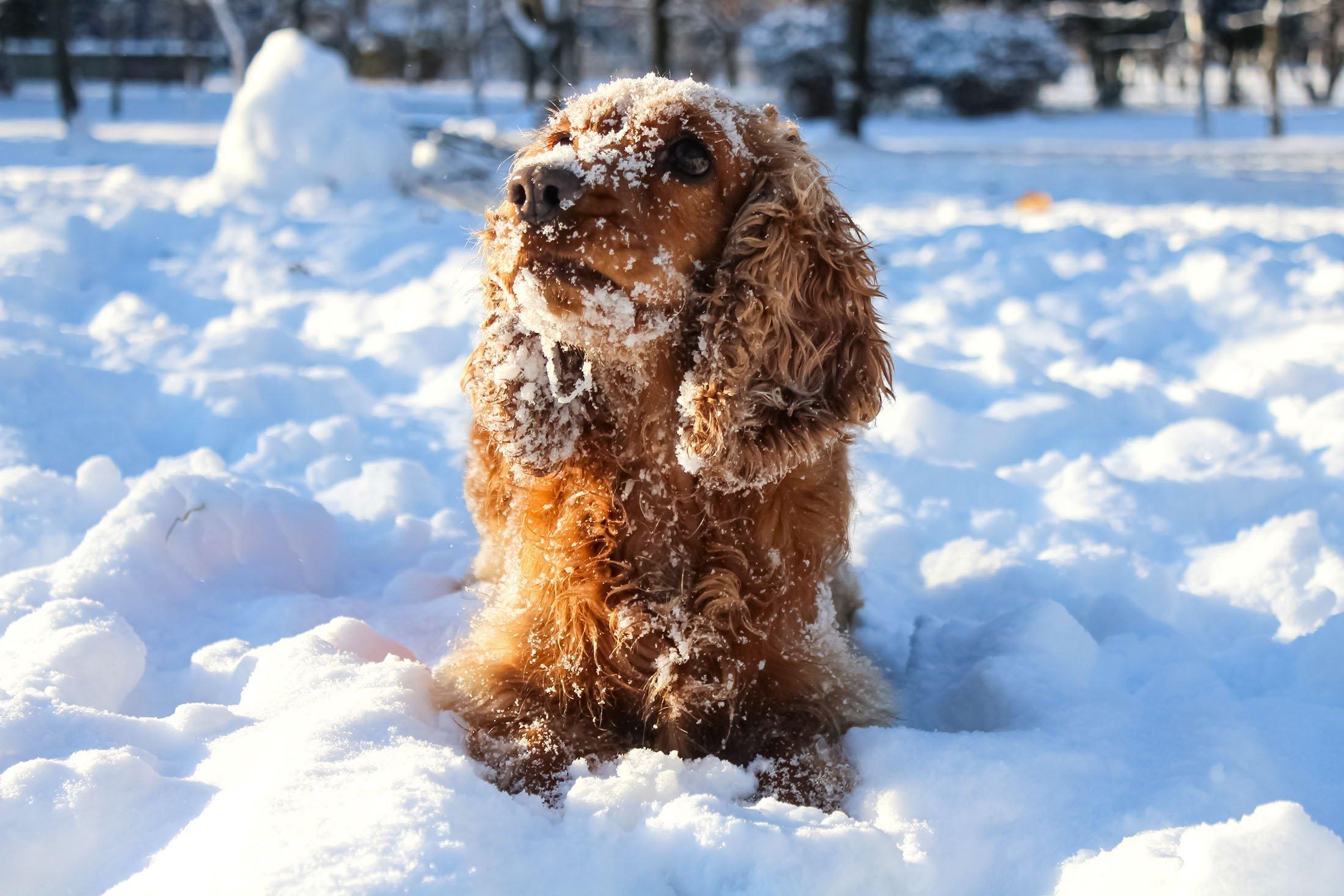 köpeklerde sıcak noktalar