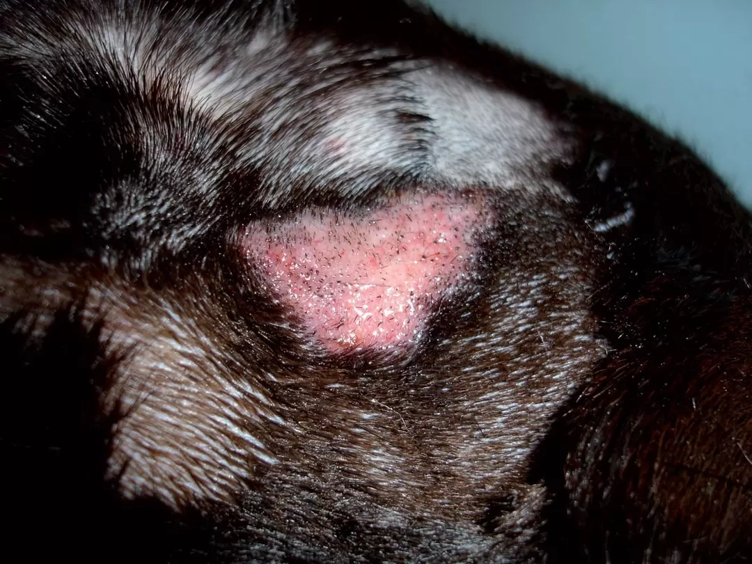 Hot Spots bei Hunden